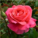 SPECIAL ANNIVERSARY (hybrid tea)